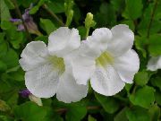 fotografie biela Izbové kvety Asystasia