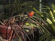 オレンジ 松毬のアナナス 室内の花 フォト