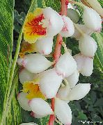kuva valkoinen Sisäilman kukkia Punainen Inkivääri, Kuori Inkivääri, Intialainen Inkivääri
