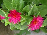 ვარდისფერი Aptenia შიდა ყვავილები ფოტო