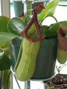 снимка зелен Стайни цветя Маймуна Бамбук Кана