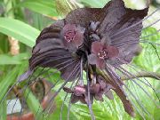 zdjęcie brązowy Kryte kwiaty Tacca