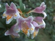 roosa Abelia Sise lilled foto