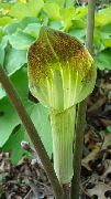 зелен Дракон Arum, Кобра Растение, American Козлец, Крик От Амвона Стайни цветя снимка