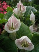 ფოტო ვარდისფერი შიდა ყვავილები Dragon Arum, Cobra ქარხანა, ამერიკის გოლი Robin, ბუდე გამოსულთა