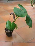ფოტო ყავისფერი შიდა ყვავილები Dragon Arum, Cobra ქარხანა, ამერიკის გოლი Robin, ბუდე გამოსულთა