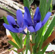 fotografija svetlo modra  Pavijan Cvet, Pavijan Korenina