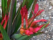 photo red  Baboon Flower, Baboon Root