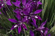 фото фіолетовий Домашні квіти Бабіана