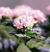 foto Jasmijn Plant, Scarlet Trumpetilla Pot Bloemen