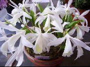 photo white Indoor flowers Indian Crocus