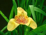 zdjęcie żółty Kryte kwiaty Tigridia