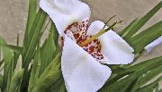 თეთრი Tigridia, მექსიკელი Shell-Flower შიდა ყვავილები ფოტო