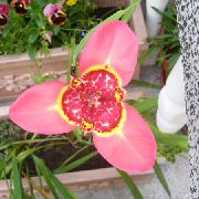 kuva vaaleanpunainen  Tigridia, Meksikolainen Kuori Kukka