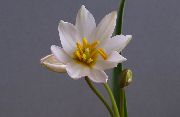 biela Tulipán Izbové kvety fotografie