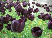 ფოტო ბორდო შიდა ყვავილები Tulip