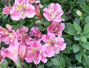 розов Перуански Лилия Стайни цветя снимка
