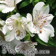 ფოტო თეთრი შიდა ყვავილები პერუს ლილი