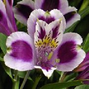 ფოტო იასამნისფერი შიდა ყვავილები პერუს ლილი