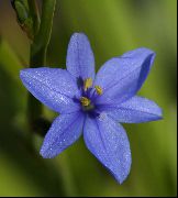 herbeux Lys De Maïs Bleu, Fleurs d'intérieur photo