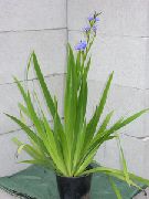 lyse blå Blue Corn Lilje Innendørs blomster bilde