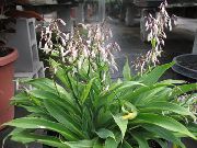 žolinis augalas Renga Lelija, Akmens Lelija, Vidinis gėlės nuotrauka