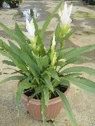 თეთრი Curcuma შიდა ყვავილები ფოტო