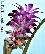 მეწამული Curcuma შიდა ყვავილები ფოტო
