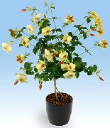 фото жовтий Домашні квіти Алламанда