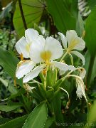 თეთრი Hedychium, პეპელა Ginger შიდა ყვავილები ფოტო
