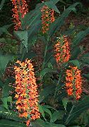 red Hedychium, Butterfly Ginger Indoor flowers photo
