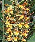 oranje Hedychium, Vlinder Gember Pot Bloemen foto