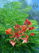 foto Kongelige Poinciana, Flamboyant Træ Indendørs blomster
