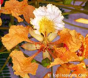 oranžs Royal Poinciana, Ekstravagants Koks Iekštelpu ziedi foto