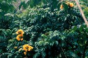 gelb Afrikanische Tulpenbaum Pot Blumen foto