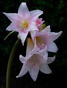 foto Belladonna Lily, March Lily, Naked Lady Flores internas