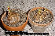 фотографија бео Затворени цвеће Белладонна Љиљан, Марш Љиљан, Накед Лади