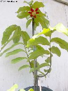 strom Calabao, Izbové kvety fotografie