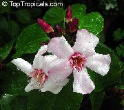 粉红色 Strophanthus 盆花 照片
