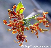 oranžs Strophanthus Iekštelpu ziedi foto