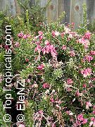 fotografija rožnat Sobne Cvetje Grevillea