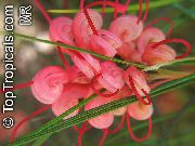 წითელი Grevillea შიდა ყვავილები ფოტო
