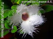 ფოტო Alsobia შიდა ყვავილები