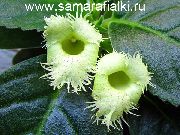 绿 Alsobia 盆花 照片