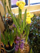 foto geel Pot Bloemen Amaryllis