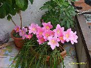 φωτογραφία Βροχή Κρίνος,  εσωτερική Λουλούδια