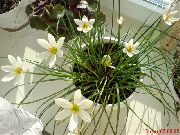 bijela Kiša Ljiljan,  Sobne cvijeće foto