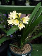 zdjęcie żółty Kryte kwiaty Clivia