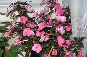 фотографија розе Затворени цвеће Магиц Фловер, Орах Орхидеја