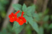 foto rot  Magischen Blume, Nuss Orchidee